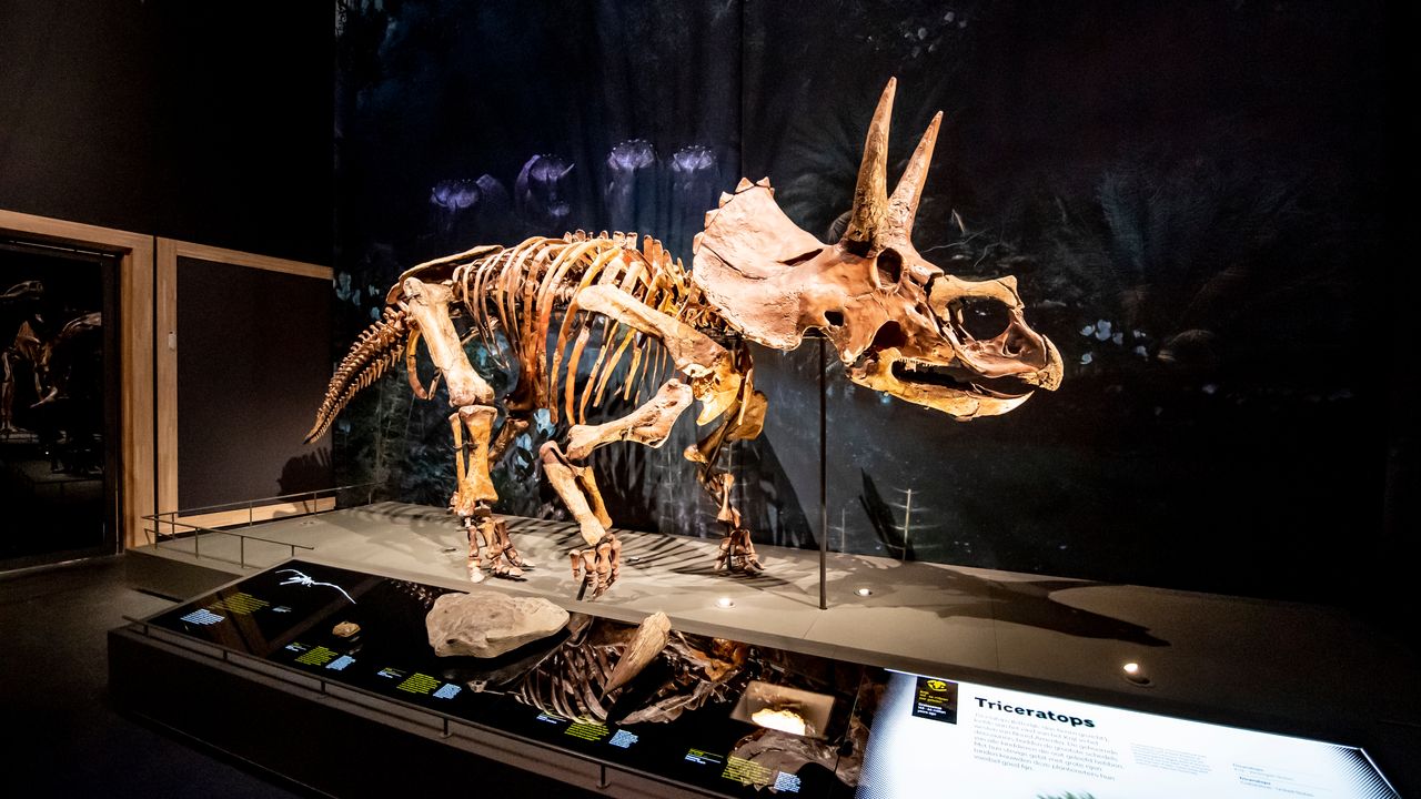 Een Triceratops komt op bezoek in 2024